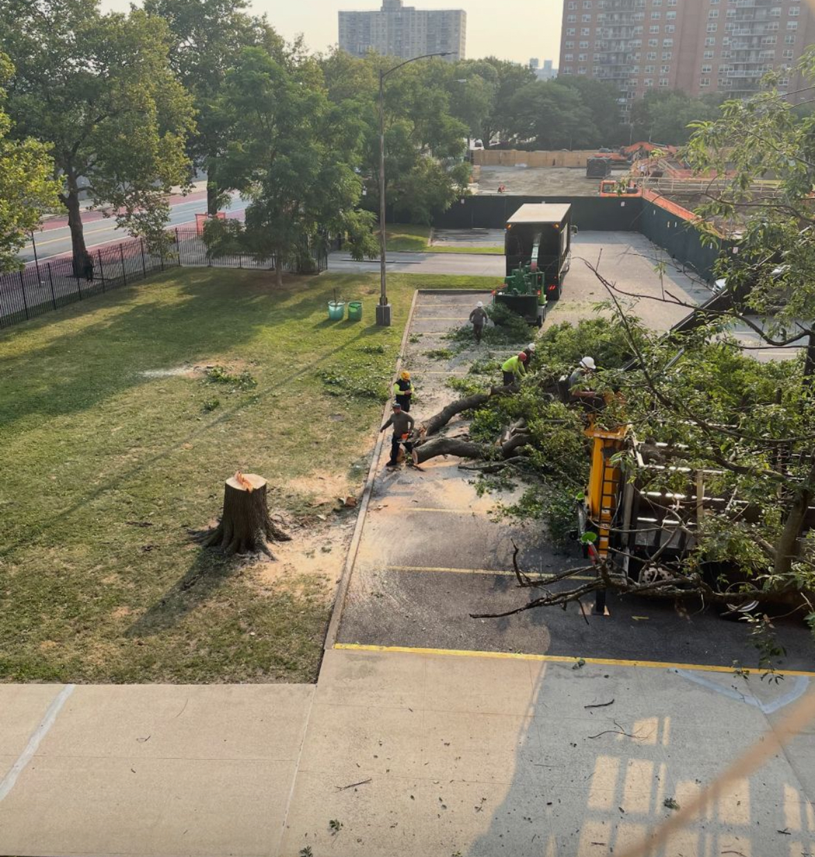Row of felled trees near building site, July 28 (photo evidence)